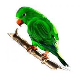 Plain Parakeet