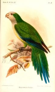 Cliff Parakeet