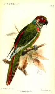 Conure d'Emma