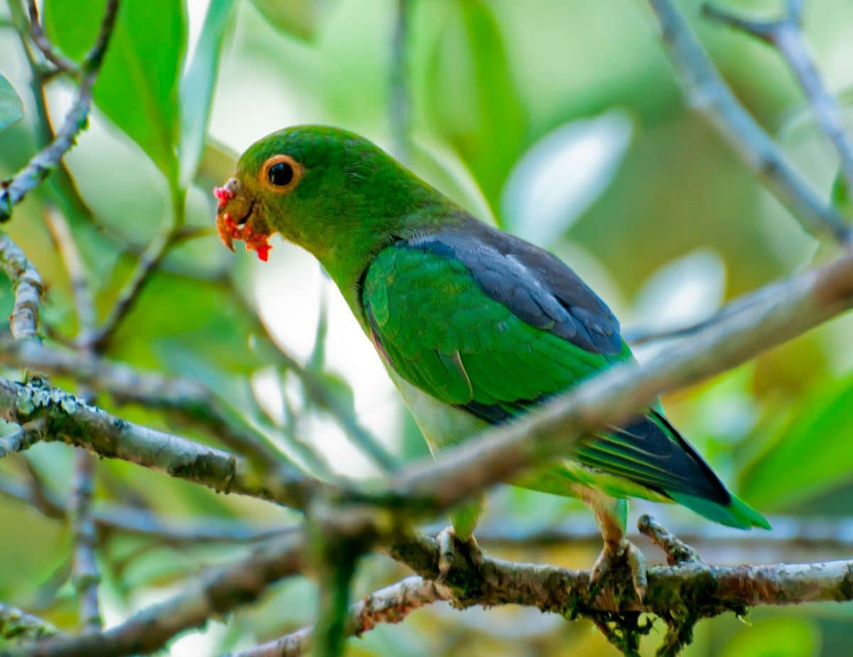 Brown-backed Parrotlet