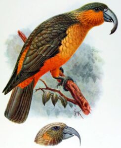 Kākā-de-norfolk