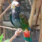 Loro Senil