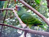 Amazona Colirroja