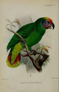 Amazona Colirroja