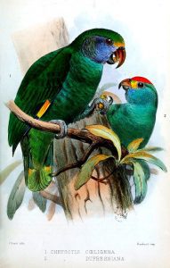 Amazona Coronirroja