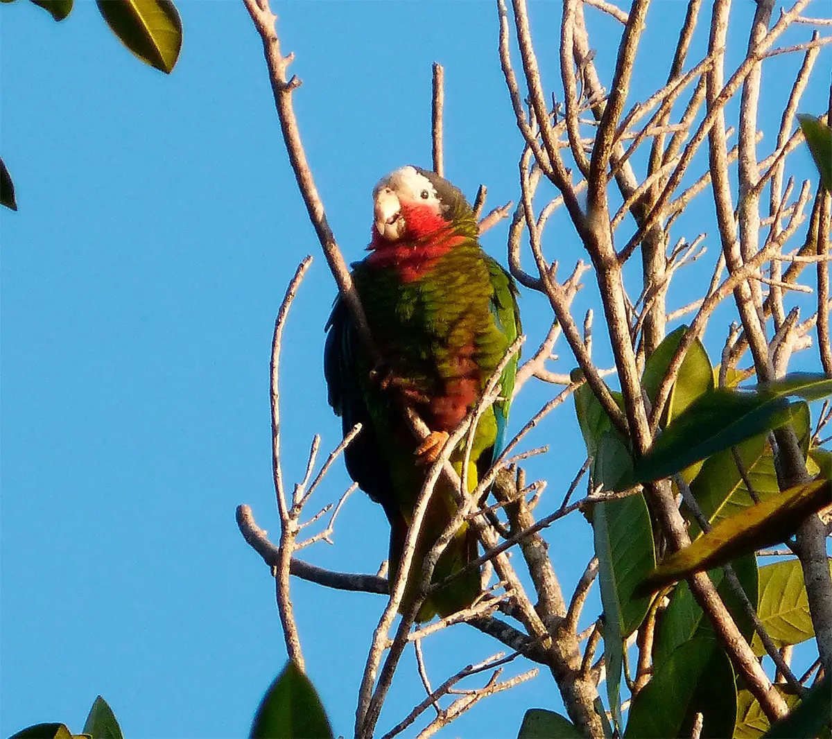 Papagaio-de-cuba