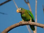 Amazona Jamaicana Piquiclara