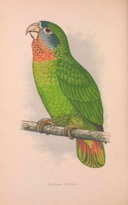 Yellow-billed Parrot