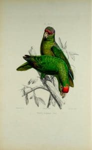 Red-crowned Parrot