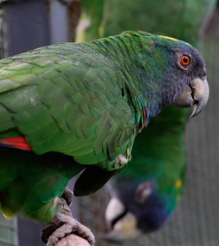 Red-necked Parrot