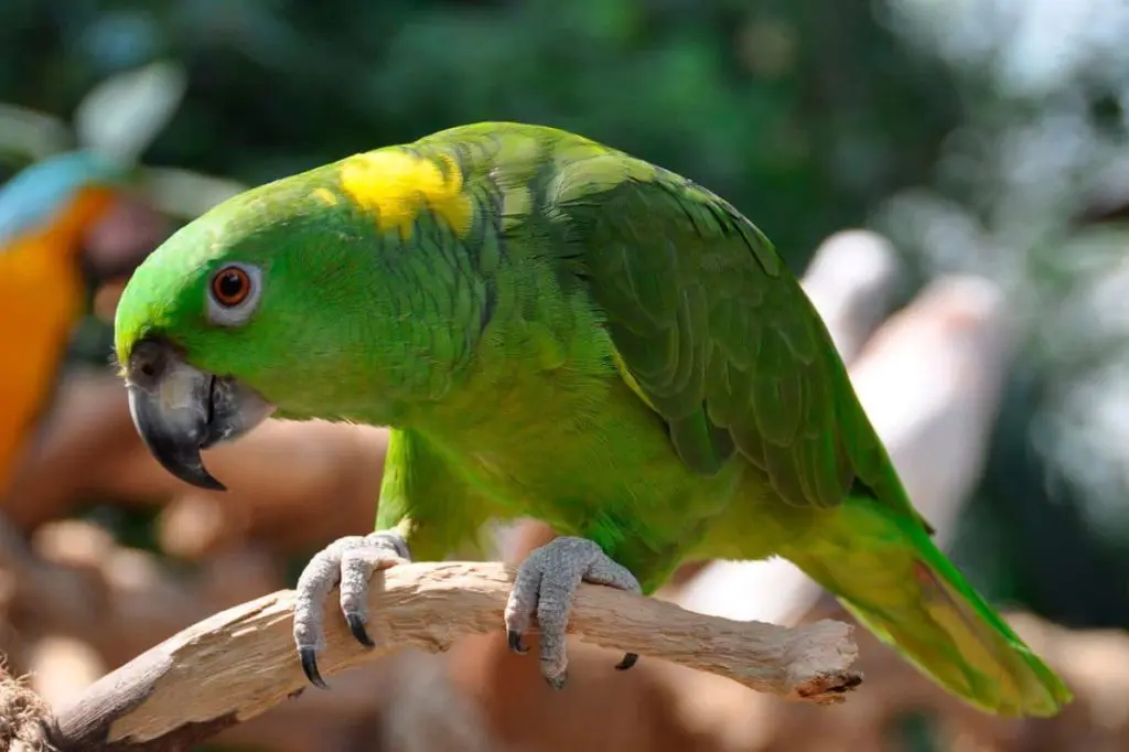 Papagaio-de-nuca-amarela
