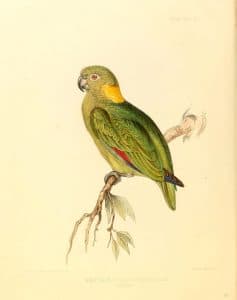 Yellow-naped Parrot