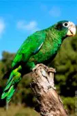 Amazona de la Española