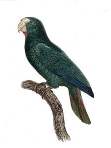 Papagaio-de-hispaniola