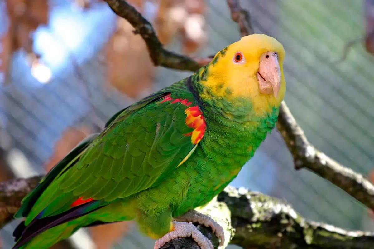 papagaio-de-cabeça-amarela