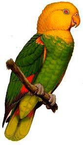 papagaio-de-cabeça-amarela
