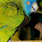 Amazona de Santa Lucía