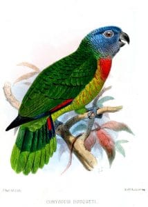 Papagaio-de-santa-lúcia