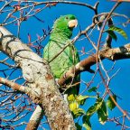 Amazona de Kawall