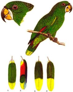 Papagaio-dos-garbes