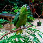 Amazona harinosa norteña