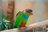 Cotorra Tiriba