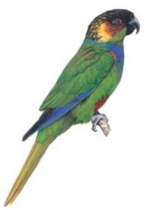 Blue-throated Parakeet