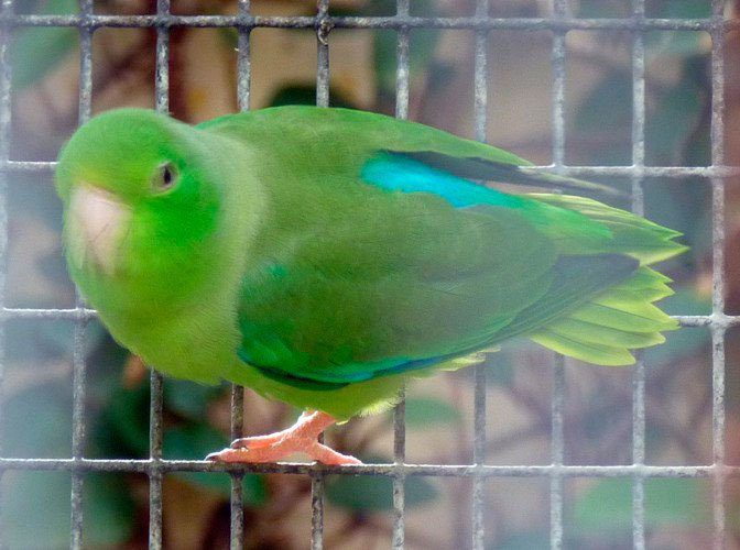 Papagaio de asas turquesa