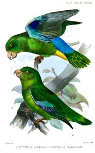 Turquoise-winged Parrotlet