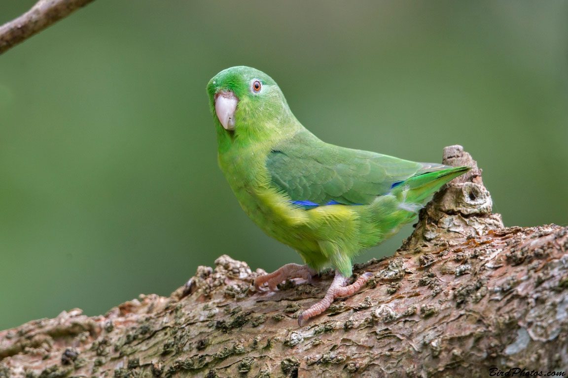 Large-billed Parrotlet