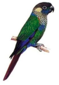 Conure perlée