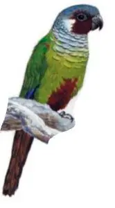 Pfrimer's Parakeet