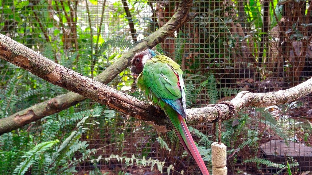 Maroon-faced Parakeet