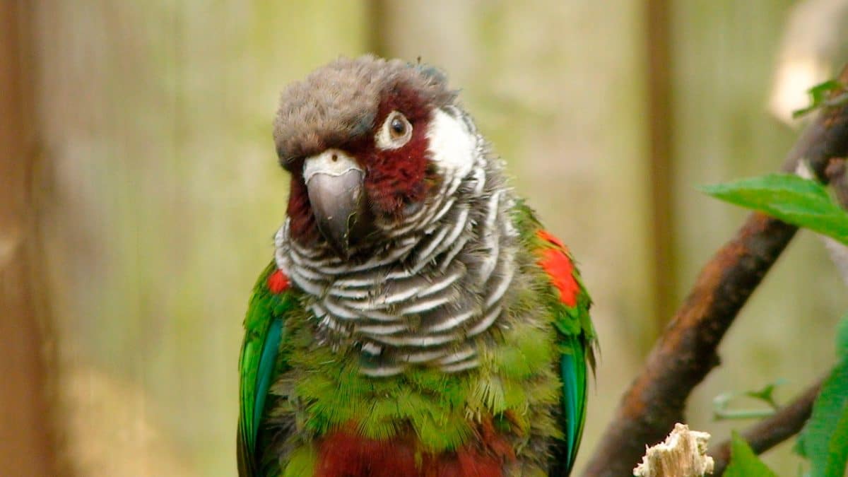 Grey-breasted parakeet