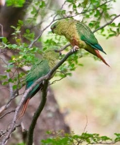 Austral Parakeet