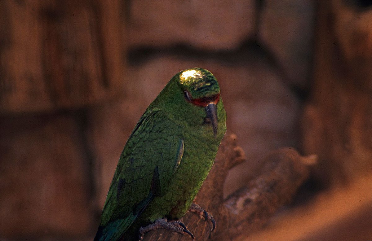 Slender-billed Parakeet