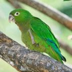 Aratinga jamaicana