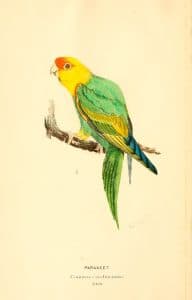 Carolina parrot