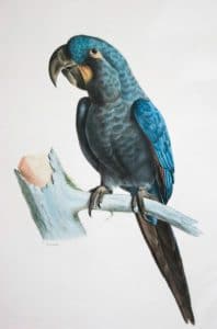 Arara-azul-pequena