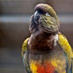 Loro Barranquero