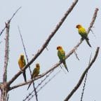 Aratinga Pechisulfúrea