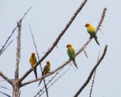 Aratinga Pechisulfúrea