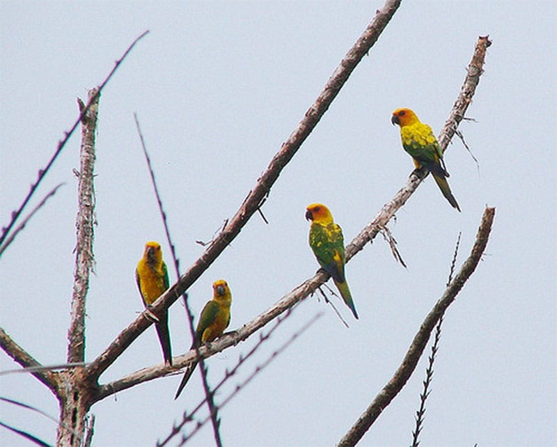 Sulphur-breasted parakeet