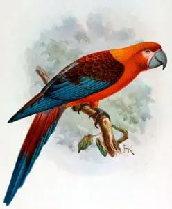 Cuban Macaw