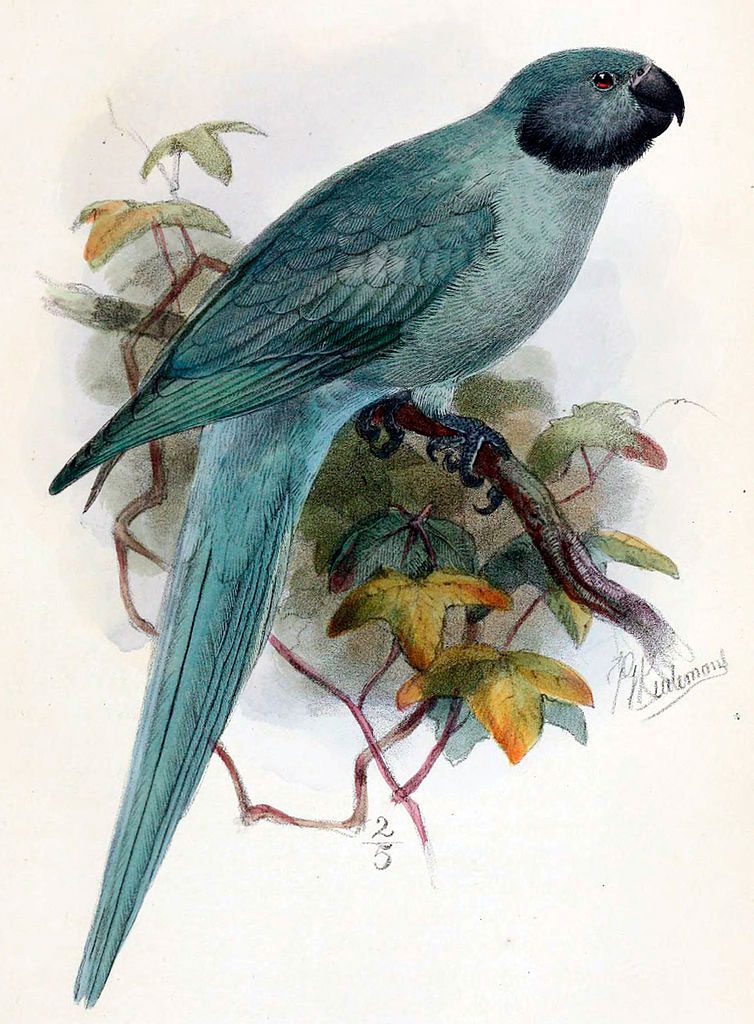 Parrot Rodrigues