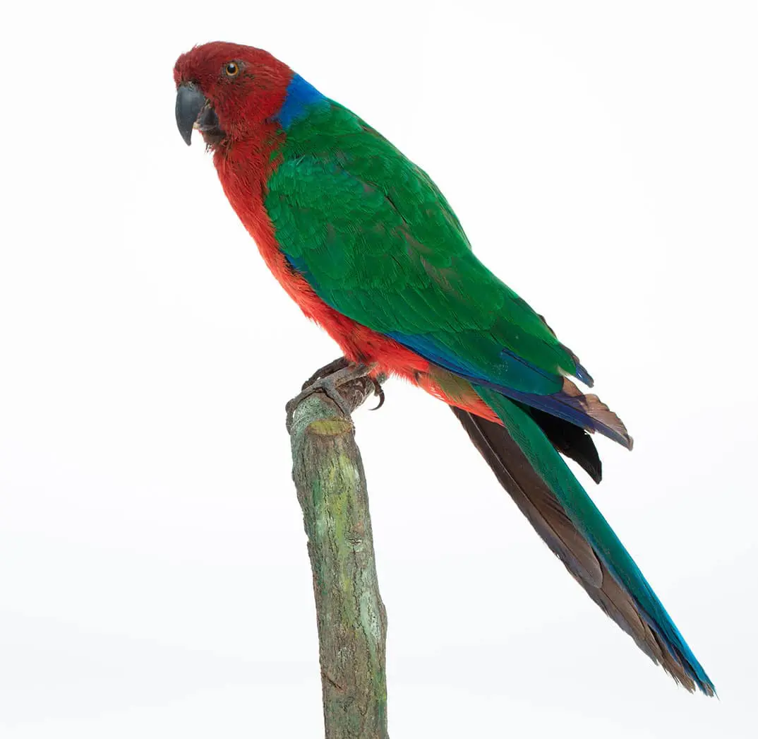 Papagaio-escarlate