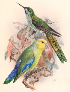 Yellow-faced Parrotlet