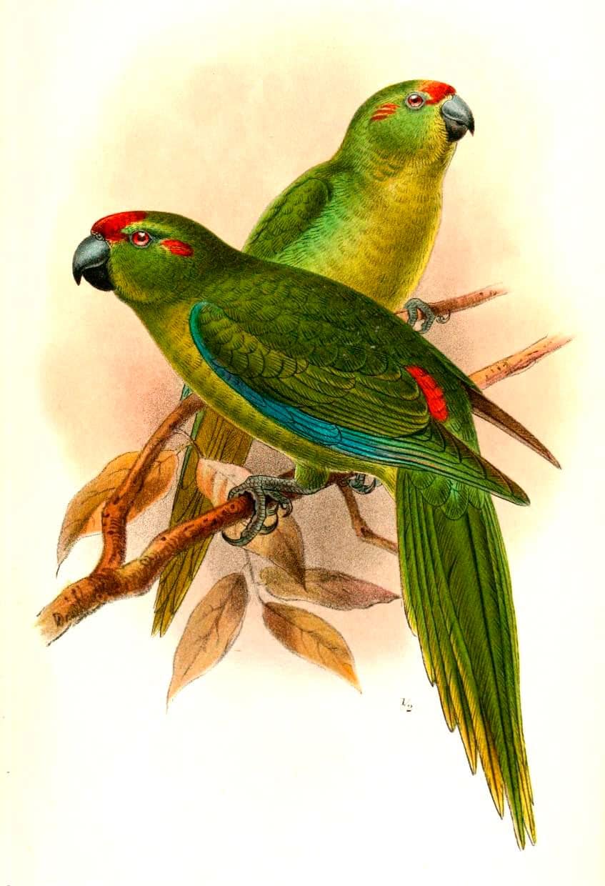 Lord Howe Island Parakeet