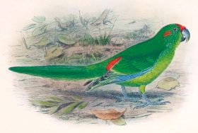 Lord Howe Island Parakeet