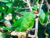 Perico de Norfolk